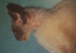 Dermatitis alérgica por pulgas en el cuello