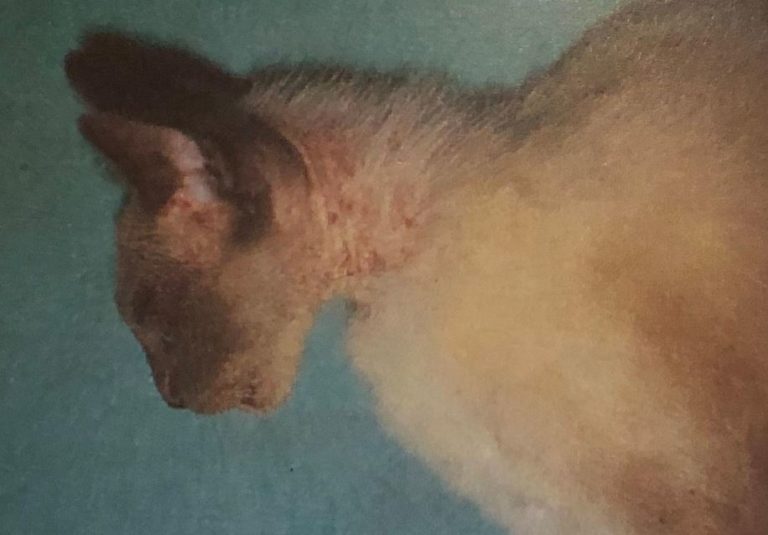 Dermatitis alérgica por pulgas en el cuello