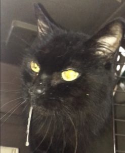 mi gato babea y le cuesta comer